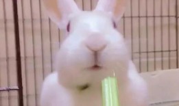 网红兔兔吃瓜视频,揭秘娱乐圈幕后真相